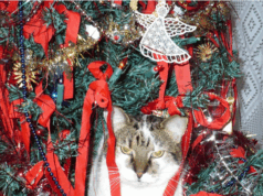 Eindelijk duidelijk: dít is de officiële datum om je kerstboom neer te zetten