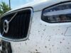 Voor €1,29 klaar met dode insecten op je auto: deze action-hack werkt beter dan dure reinigers