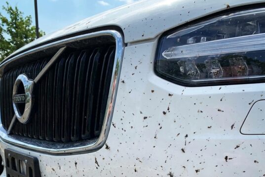 Voor €1,29 klaar met dode insecten op je auto: deze action-hack werkt beter dan dure reinigers
