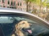 Ruit inslaan bij kind of hond in bloedhete auto: mag het en riskeer je straf? De regels uitgelegd