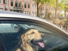 Ruit inslaan bij kind of hond in bloedhete auto: mag het en riskeer je straf? De regels uitgelegd