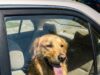 Agent pakt vrouw aan na vondst van hond in snikhete auto – de les die ze nooit vergeet