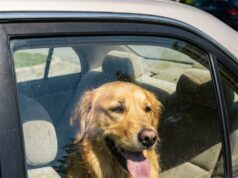 Agent pakt vrouw aan na vondst van hond in snikhete auto – de les die ze nooit vergeet