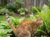 Buurkat gebruikt je tuin als kattenbak? dit mag je wél doen volgens de wet